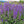 Blue salvia seeds, shade-tolerant garden plant seeds, can be sown all year round, blooms with clusters of blue flowers