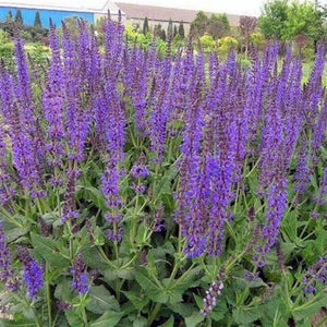 Blue salvia seeds, shade-tolerant garden plant seeds, can be sown all year round, blooms with clusters of blue flowers