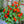 Nasturtium seeds for spring, summer, and autumn planting, suitable for garden, indoor, and balcony potted flowers, green plants, climbing plants, and water lotus varieties