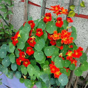 Nasturtium seeds for spring, summer, and autumn planting, suitable for garden, indoor, and balcony potted flowers, green plants, climbing plants, and water lotus varieties
