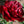 🌺The queen of flowers-ouble petaled piani seeds