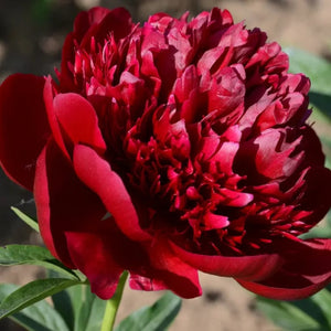 🌺The queen of flowers-ouble petaled piani seeds