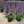 Blue salvia seeds, shade-tolerant garden plant seeds, can be sown all year round, blooms with clusters of blue flowers