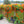 Nasturtium seeds for spring, summer, and autumn planting, suitable for garden, indoor, and balcony potted flowers, green plants, climbing plants, and water lotus varieties