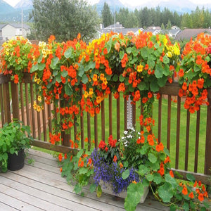 Nasturtium seeds for spring, summer, and autumn planting, suitable for garden, indoor, and balcony potted flowers, green plants, climbing plants, and water lotus varieties