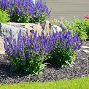 Blue salvia seeds, shade-tolerant garden plant seeds, can be sown all year round, blooms with clusters of blue flowers