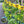 Sunflower Solar Lights – Auto On/Off, 14H Glow, IP65 Waterproof ☀️