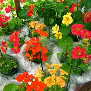 Nasturtium seeds for spring, summer, and autumn planting, suitable for garden, indoor, and balcony potted flowers, green plants, climbing plants, and water lotus varieties