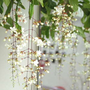 🌼Rare Trailing Jasmine Seeds✨Super easy to care - It keeps blooming even in winter