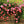 🌹Climbing Vine Rose Seeds – Transform Your Garden Into a Blooming Rose Wall