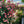 🌹Climbing Vine Rose Seeds – Transform Your Garden Into a Blooming Rose Wall