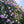 🌹Climbing Vine Rose Seeds – Transform Your Garden Into a Blooming Rose Wall