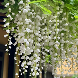 🌼Rare Trailing Jasmine Seeds✨Super easy to care - It keeps blooming even in winter