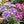 Dianthus seeds, perennial, easy to sow, flowering seeds, suitable for outdoor gardens and potted plants, easy-to-grow flower seeds