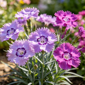 Dianthus seeds, perennial, easy to sow, flowering seeds, suitable for outdoor gardens and potted plants, easy-to-grow flower seeds