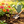 Zinnia seeds that bloom all year, perfect for courtyard flower beds and beautiful rural gardens