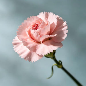 Dianthus seeds, perennial, easy to sow, flowering seeds, suitable for outdoor gardens and potted plants, easy-to-grow flower seeds