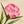 Dianthus seeds, perennial, easy to sow, flowering seeds, suitable for outdoor gardens and potted plants, easy-to-grow flower seeds