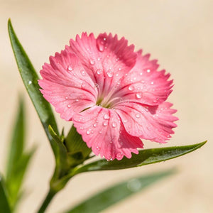 Dianthus seeds, perennial, easy to sow, flowering seeds, suitable for outdoor gardens and potted plants, easy-to-grow flower seeds