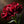 Dianthus seeds, perennial, easy to sow, flowering seeds, suitable for outdoor gardens and potted plants, easy-to-grow flower seeds