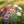 Dianthus seeds, perennial, easy to sow, flowering seeds, suitable for outdoor gardens and potted plants, easy-to-grow flower seeds