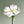 Dianthus seeds, perennial, easy to sow, flowering seeds, suitable for outdoor gardens and potted plants, easy-to-grow flower seeds