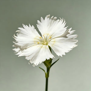 Dianthus seeds, perennial, easy to sow, flowering seeds, suitable for outdoor gardens and potted plants, easy-to-grow flower seeds