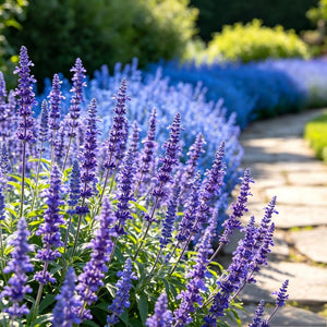 Blue salvia seeds, shade-tolerant garden plant seeds, can be sown all year round, blooms with clusters of blue flowers