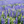 Blue salvia seeds, shade-tolerant garden plant seeds, can be sown all year round, blooms with clusters of blue flowers