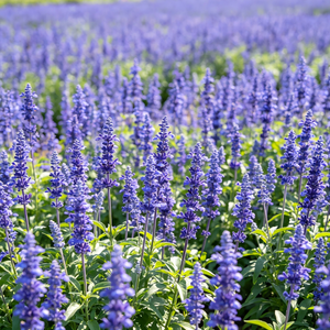 Blue salvia seeds, shade-tolerant garden plant seeds, can be sown all year round, blooms with clusters of blue flowers