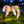 LED solar wisteria flower light with four heads, realistic flower lawn light, outdoor yard stake decorative garden landscape light