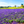 Blue salvia seeds, shade-tolerant garden plant seeds, can be sown all year round, blooms with clusters of blue flowers