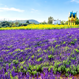 Blue salvia seeds, shade-tolerant garden plant seeds, can be sown all year round, blooms with clusters of blue flowers