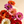 Zinnia seeds that bloom all year, perfect for courtyard flower beds and beautiful rural gardens