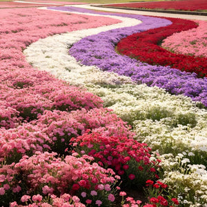 Dianthus seeds, perennial, easy to sow, flowering seeds, suitable for outdoor gardens and potted plants, easy-to-grow flower seeds