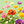 Zinnia seeds that bloom all year, perfect for courtyard flower beds and beautiful rural gardens