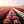 Dianthus seeds, perennial, easy to sow, flowering seeds, suitable for outdoor gardens and potted plants, easy-to-grow flower seeds