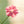 Dianthus seeds, perennial, easy to sow, flowering seeds, suitable for outdoor gardens and potted plants, easy-to-grow flower seeds