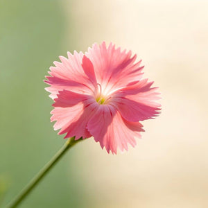 Dianthus seeds, perennial, easy to sow, flowering seeds, suitable for outdoor gardens and potted plants, easy-to-grow flower seeds