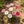 Dianthus seeds, perennial, easy to sow, flowering seeds, suitable for outdoor gardens and potted plants, easy-to-grow flower seeds