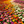 Zinnia seeds that bloom all year, perfect for courtyard flower beds and beautiful rural gardens