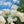 🌹Climbing Vine Rose Seeds – Transform Your Garden Into a Blooming Rose Wall