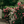 🌹Climbing Vine Rose Seeds – Transform Your Garden Into a Blooming Rose Wall