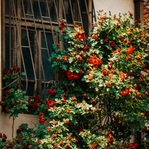 🌹Climbing Vine Rose Seeds – Transform Your Garden Into a Blooming Rose Wall