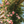 🌹Climbing Vine Rose Seeds – Transform Your Garden Into a Blooming Rose Wall