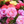 🌸 Double Climbing Peony Vine Hardy Perennial Garden Climber for Indoor & Outdoor Beauty