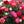 🌸 Double Climbing Peony Vine Hardy Perennial Garden Climber for Indoor & Outdoor Beauty