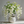 🌼Rare Trailing Jasmine Seeds✨Super easy to care - It keeps blooming even in winter