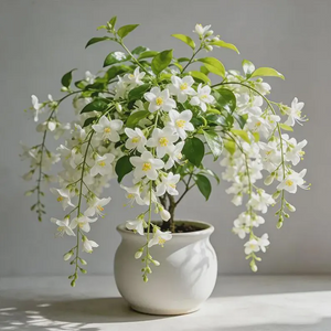 🌼Rare Trailing Jasmine Seeds✨Super easy to care - It keeps blooming even in winter