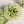 Ground stake outdoor waterproof solar dandelion onion ball light - park, square, courtyard, garden decorative lawn light
